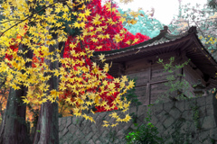 今高野山の紅葉