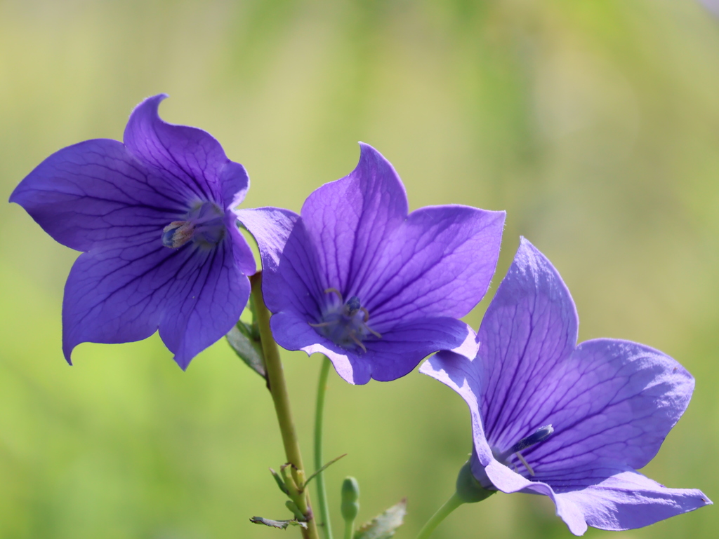 猛暑にも負けず