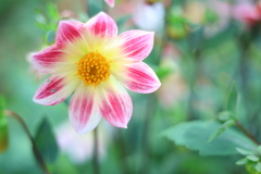 Pretty♪