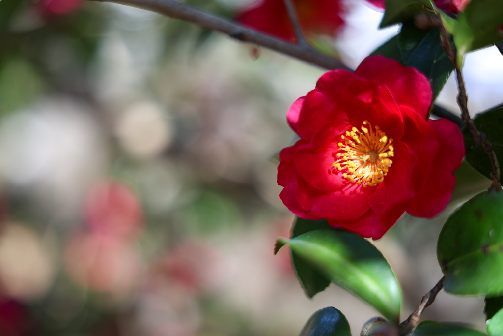 スポットライト