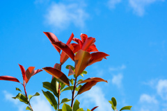 葉なのか花なのか？