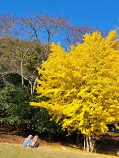 いちょうの木の下で