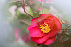 山茶花