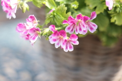 テーブルの飾り花籠