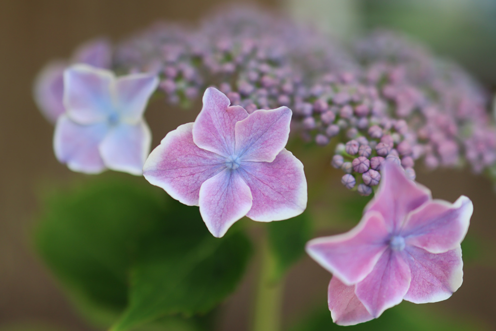 紫陽花
