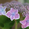 紫陽花