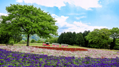 とっとり花回廊
