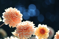 最終日のダリア