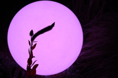 なんの植物かな？