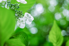 花が透けて