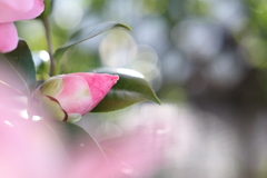 蕾