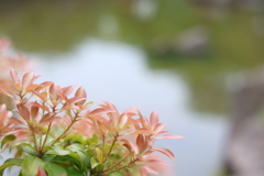 アセビの新芽
