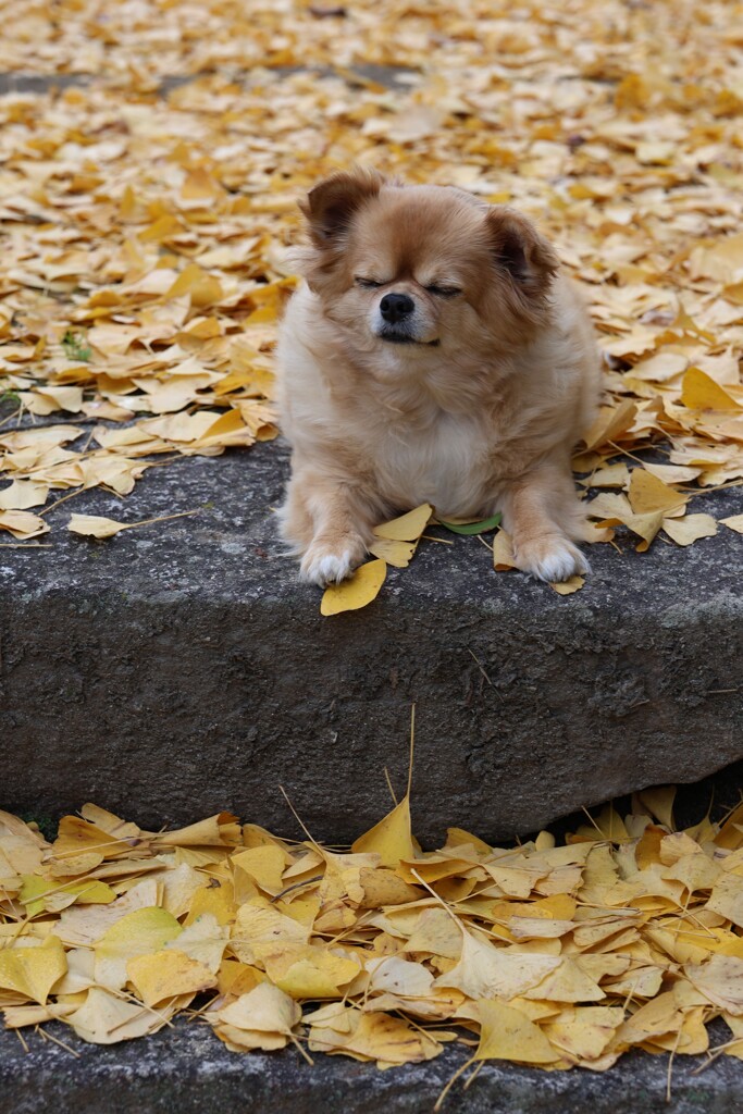 瞑想中？銀杏編