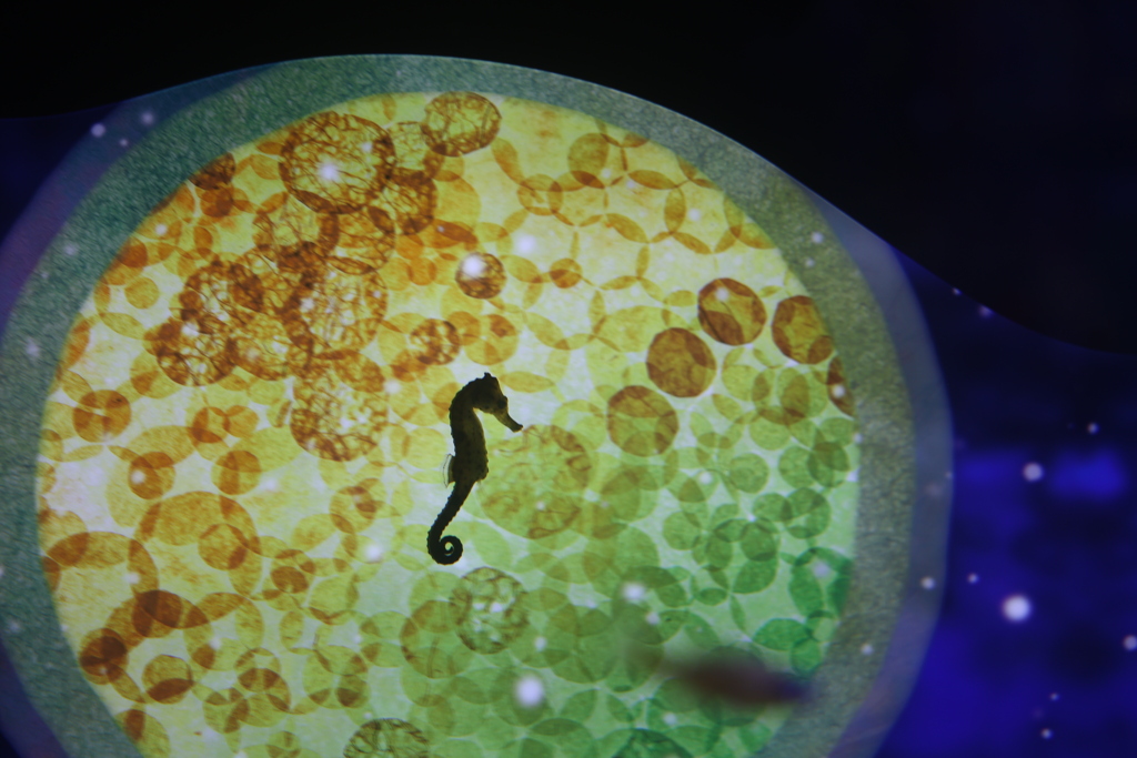 タツノオトシゴ