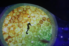 タツノオトシゴ