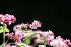 赤そばの花②