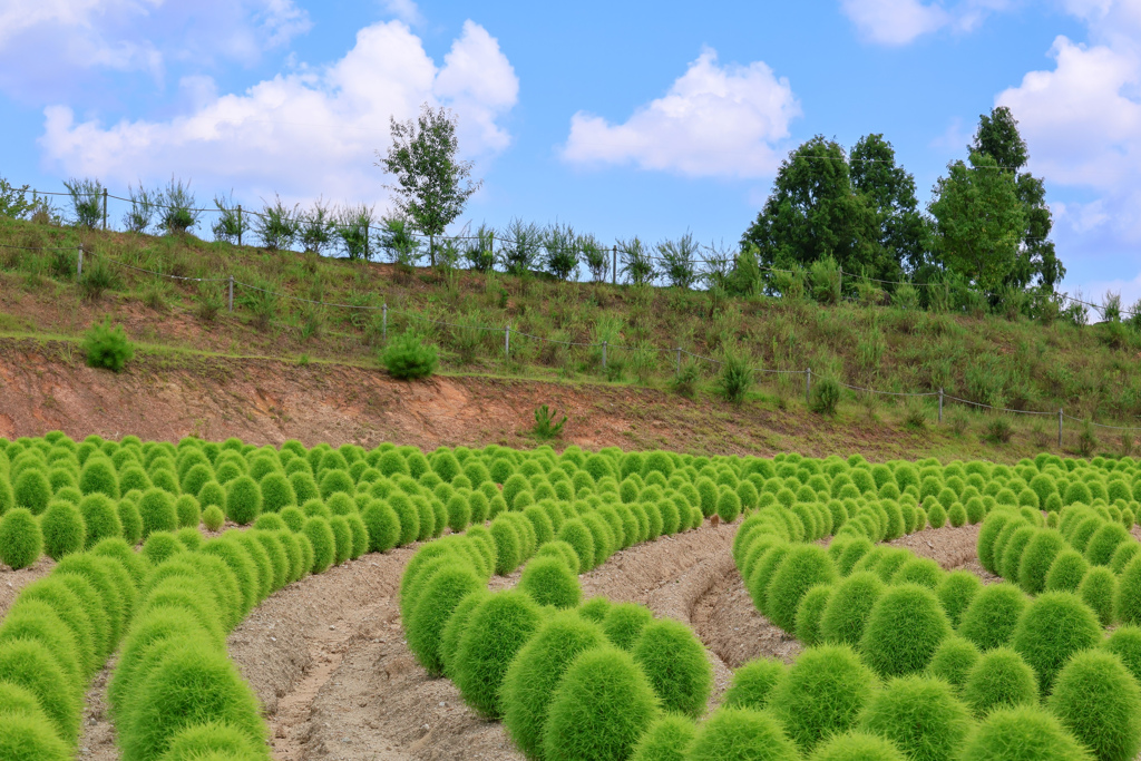 青い空とみどりのコキア