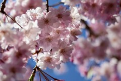 正福寺山公園の桜