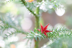 もみじ一枚の存在感