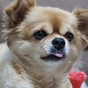 食べものじゃないよ
