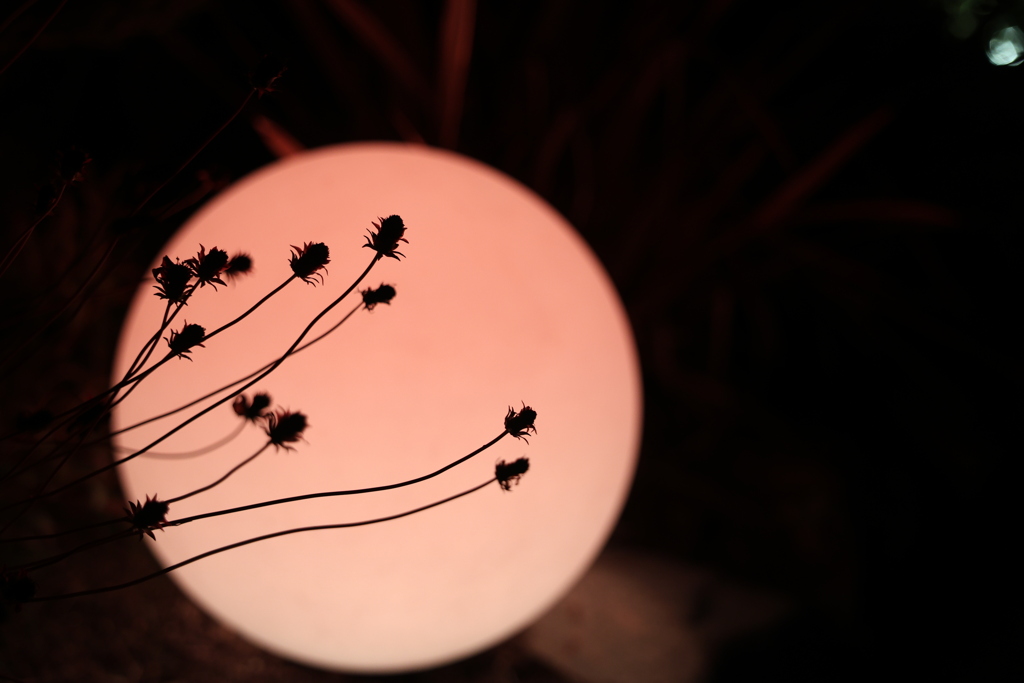 ひょろひょろと