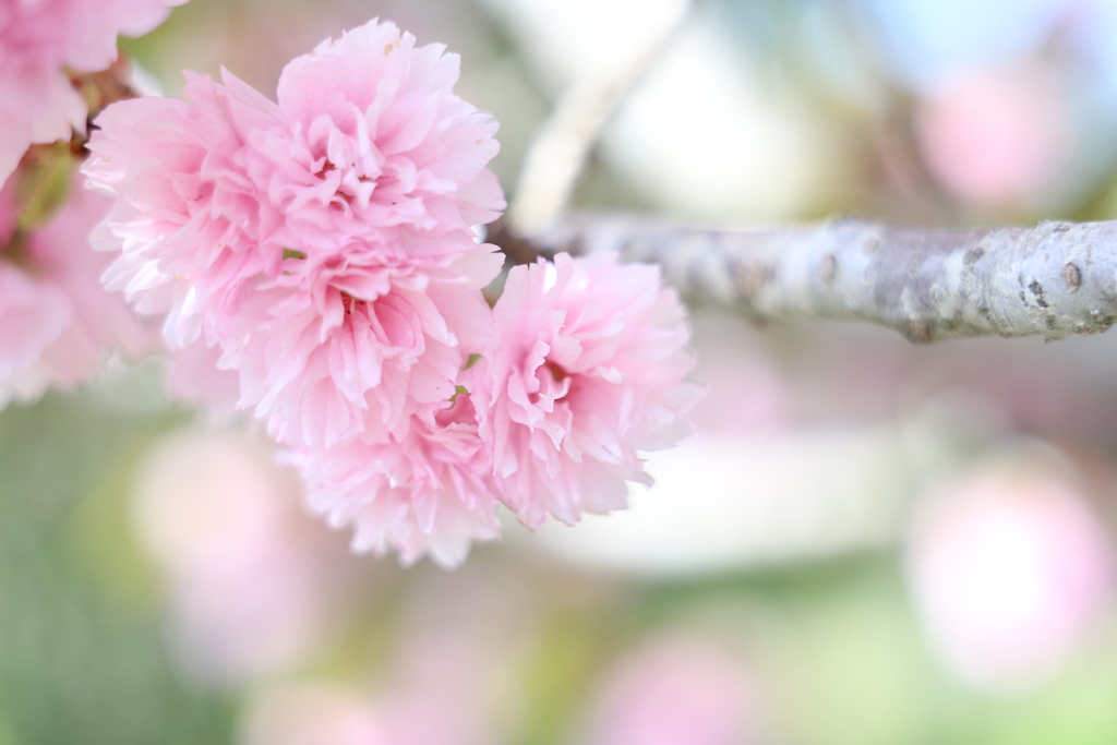 八重桜