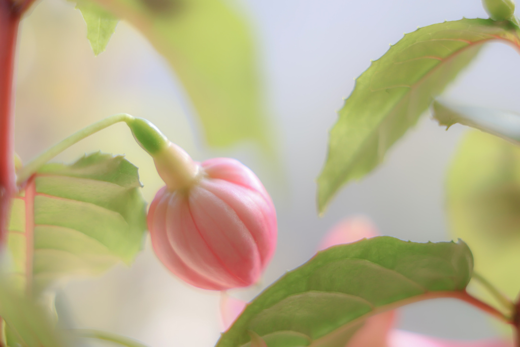 ぷっくりと