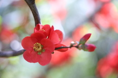 木瓜の花