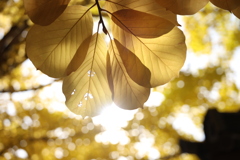 光を通して輝く