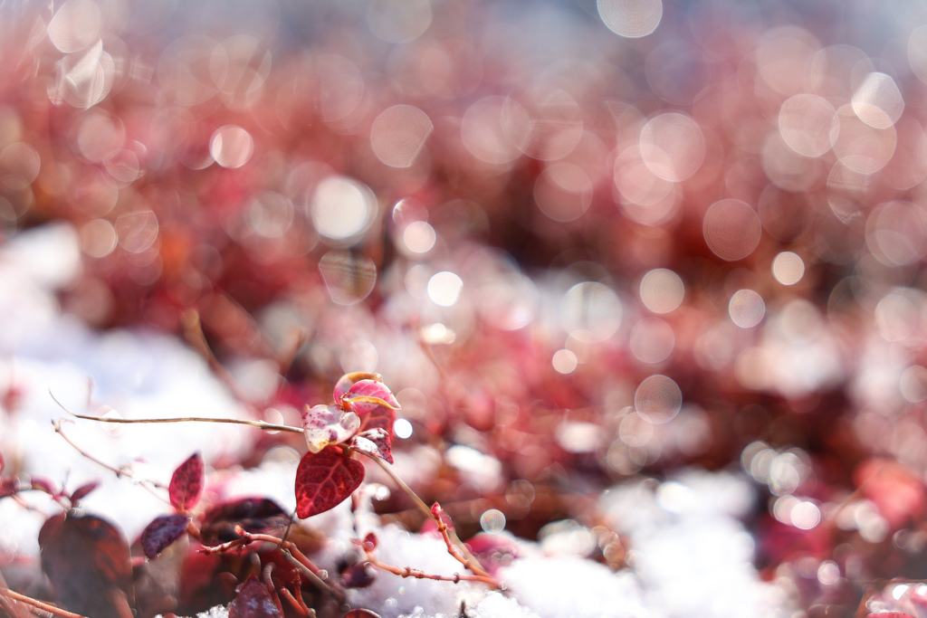雪の日の朝の輝き②