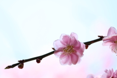 透き通った花びら