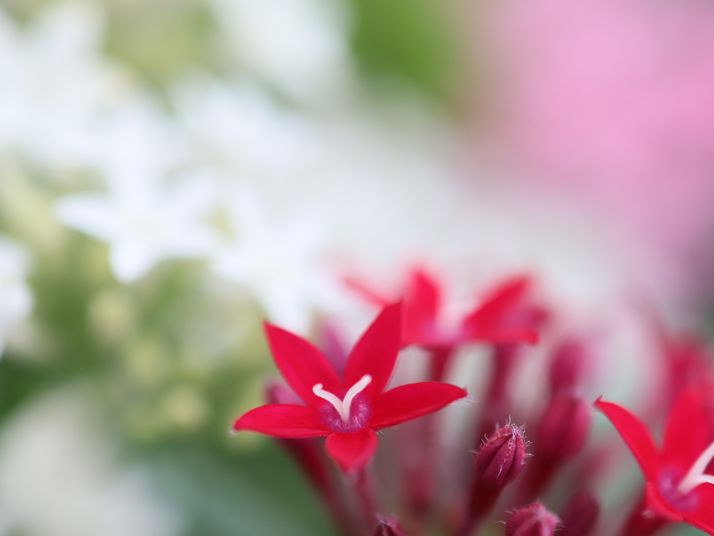 小さな花びらのペンタス