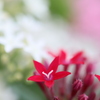 小さな花びらのペンタス