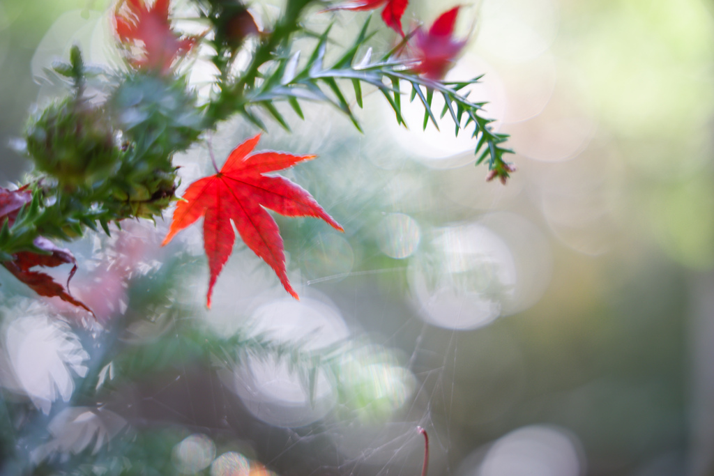 蜘蛛の糸に支えられて