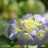 木漏れ日の紫陽花 2