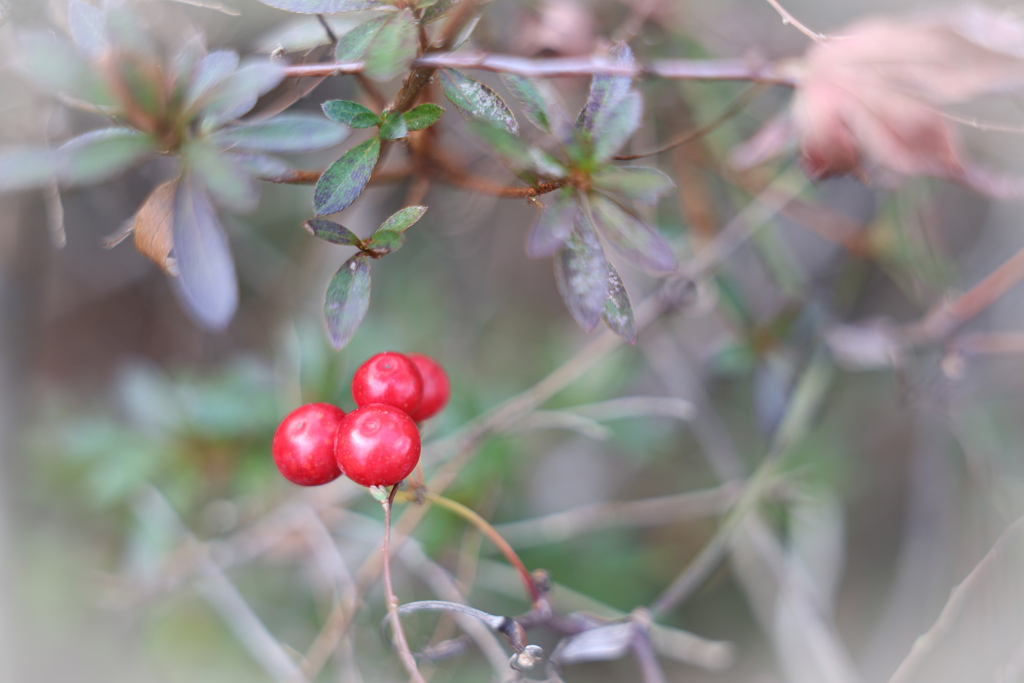 木々の間にひっそりと