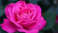 鮮やかなピンク色のバラ