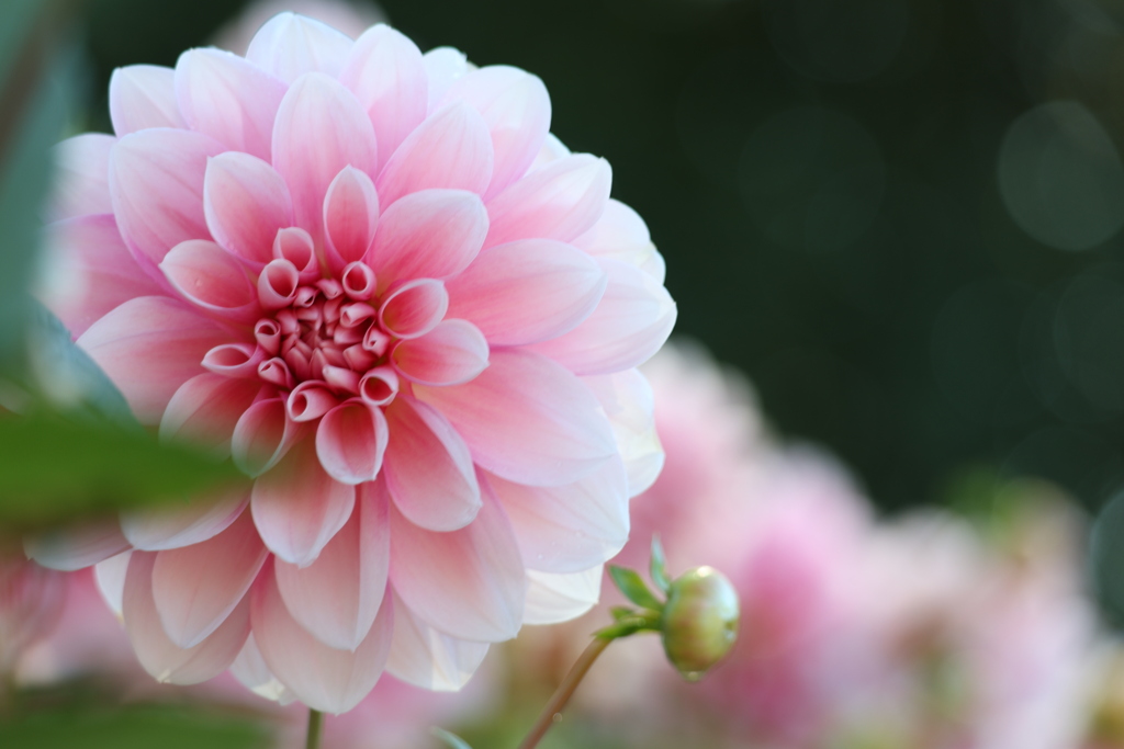 今年も癒しをありがとう！