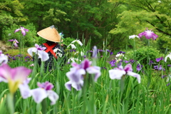 花菖蒲ウイーク