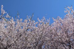 広島 正福寺山公園の桜