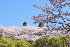 広島 正福寺山公園