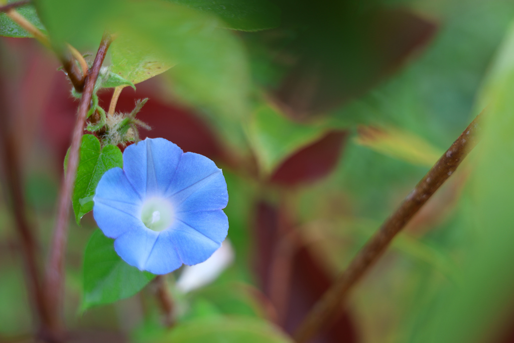 アメリカアサガオ