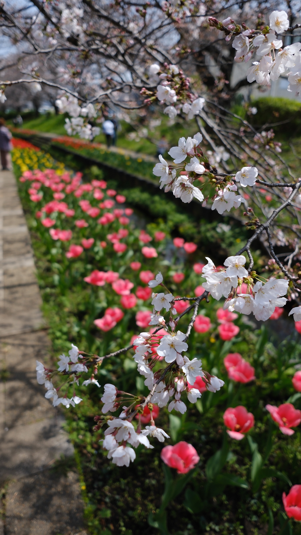 桜+チューリップ