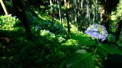 山の紫陽花
