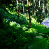 山の紫陽花