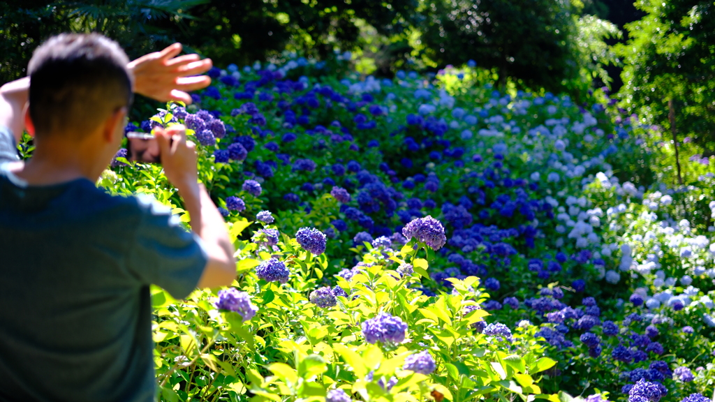 梅雨の間の紫陽花