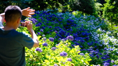 梅雨の間の紫陽花