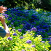 梅雨の間の紫陽花