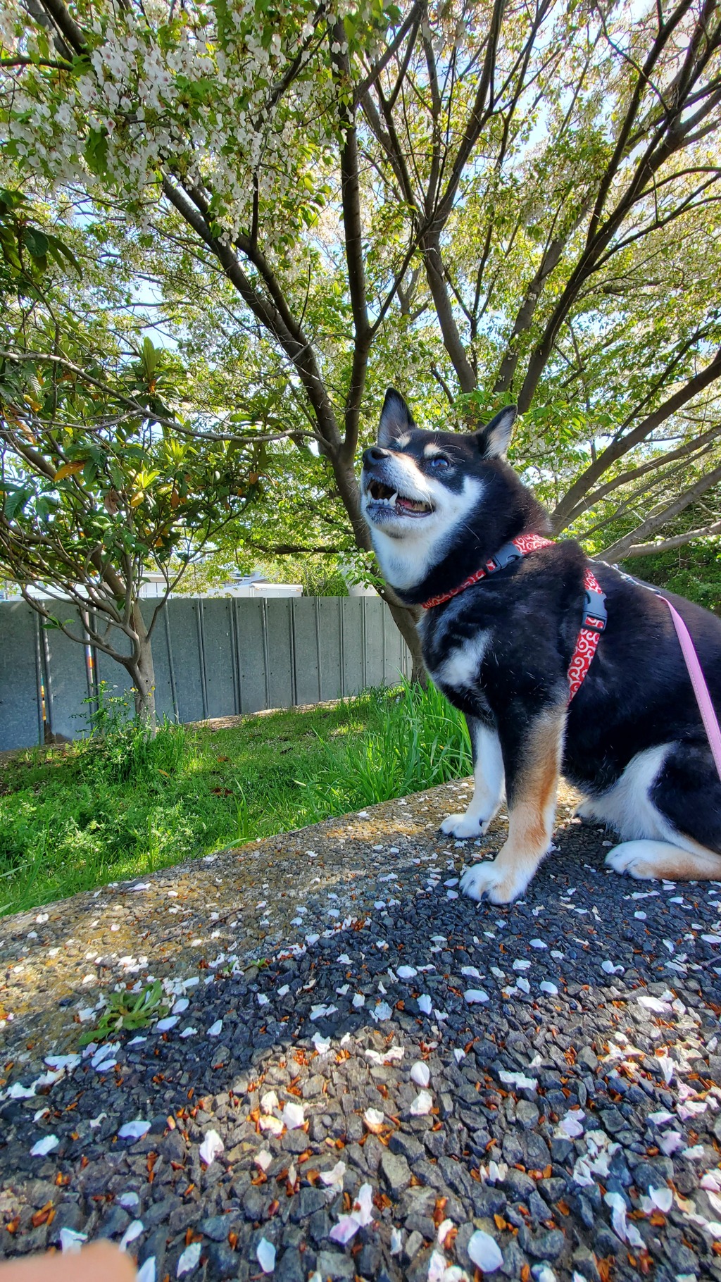 散り行く桜を愛でる犬