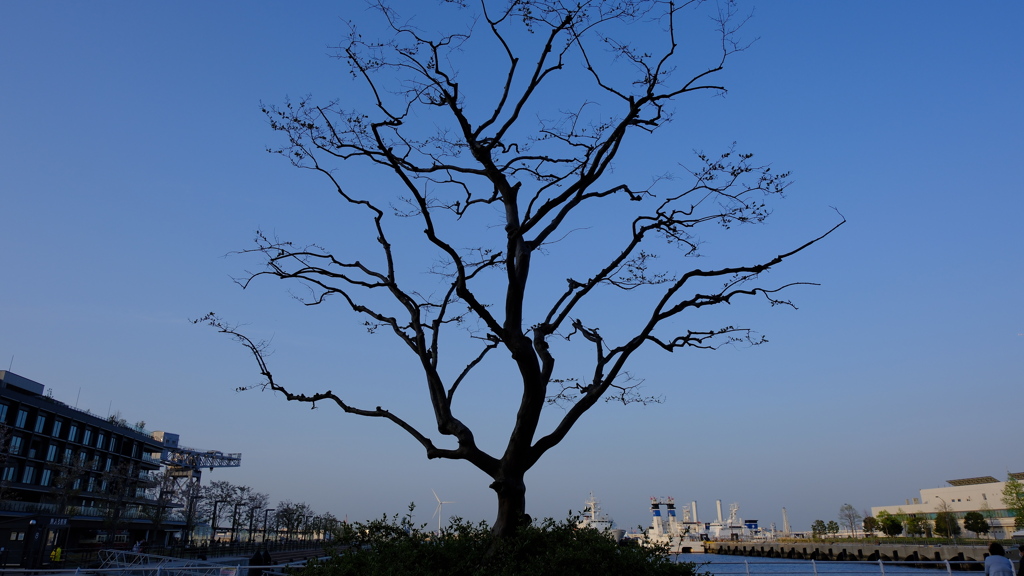 港湾施設に宿る樹木